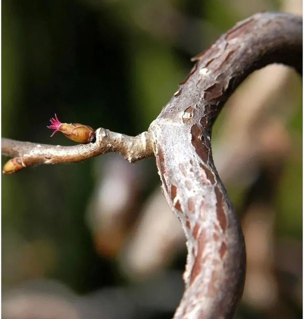 Haselnuss Medusa Corylus avellana Strauch von Nr-01.de Höhe: 30-40 cm - Bild 1