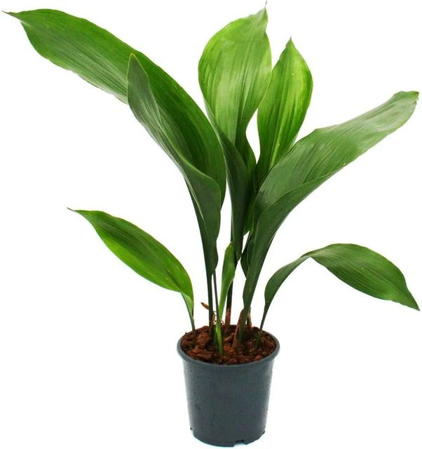 Exotenherz Schusterpalme Aspidistra Elatior Zimmerpflanze im 15 cm Topf, Grün - Bild 1