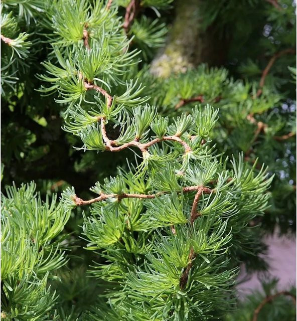 Japanische Korkenzieherlärche Diana Larix kaempferi für deinen Garten - Bild 1