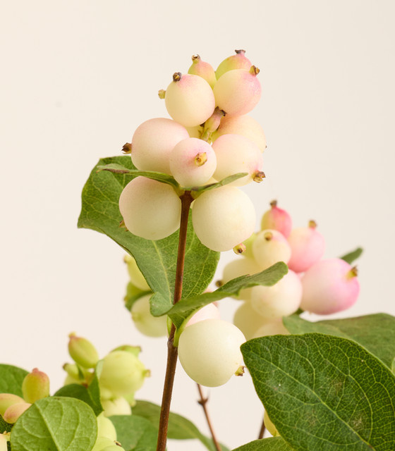 Blume2000 Rosa Schneebeeren Pink Single Stem - Bild 1