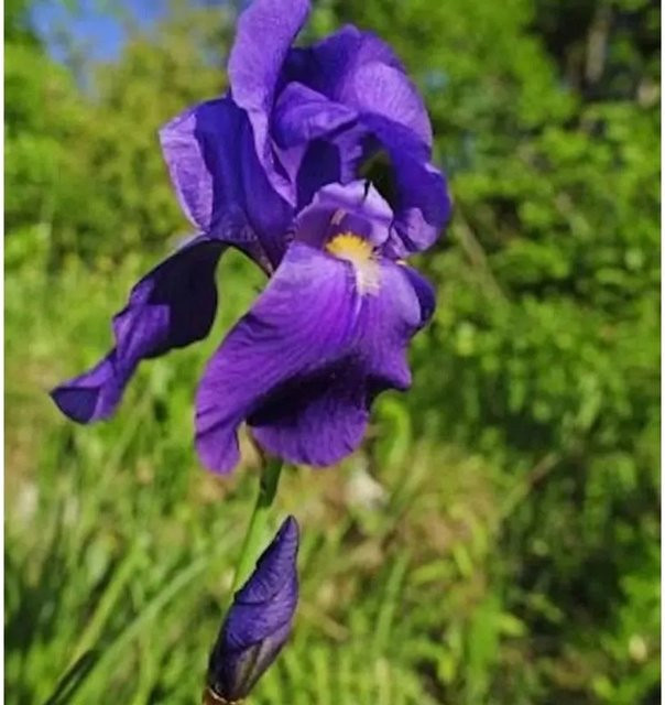 Bleiche Schwertlilie Iris pallida lila Gartenstaude von Nr-01.de - Bild 1