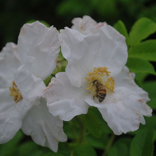 Apfelrose Rosenstrauch in Rosa von Mein schöner Garten Shop als Zierpflanze für Sommer und Herbst - Bild 1