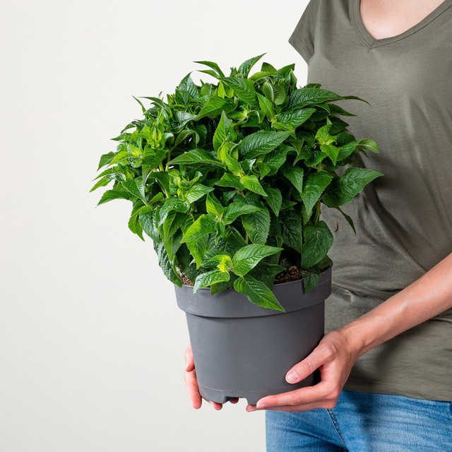 Rote Indianernessel Monarda didyma von BLUME2000 als mehrjährige Pflanze - Bild 1