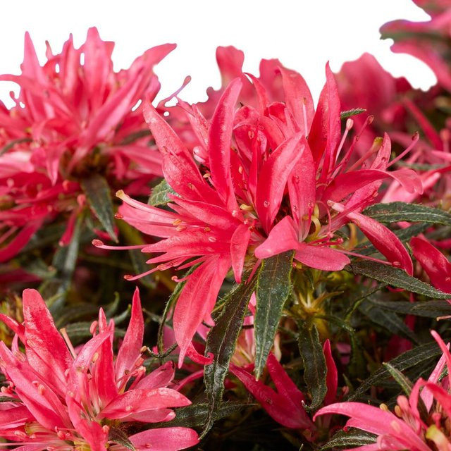 Azalea Star Style Rhododendron in Magenta als Zierstrauch für deinen Garten - Bild 1