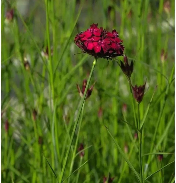Blutnelke Dianthus cruentus rote Staude für den Garten von Nr-01.de - Bild 1