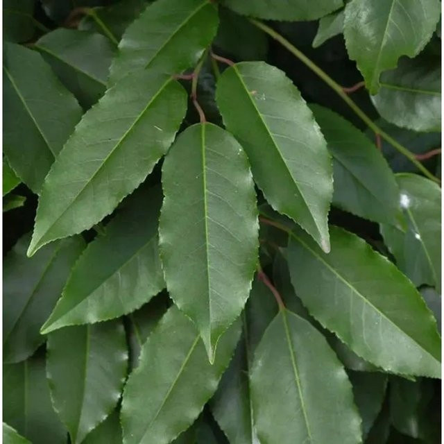 Portugiesische Lorbeerkirsche Prunus usitannica als grüner Zierstrauch für den Garten, Höhe: 60-80 cm - Bild 1