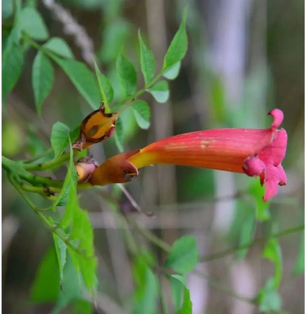 Amerikanische Trompetenblume Campsis radicans Kletterpflanze von Nr-01.de in Orange, Gelb und Rot - Bild 1