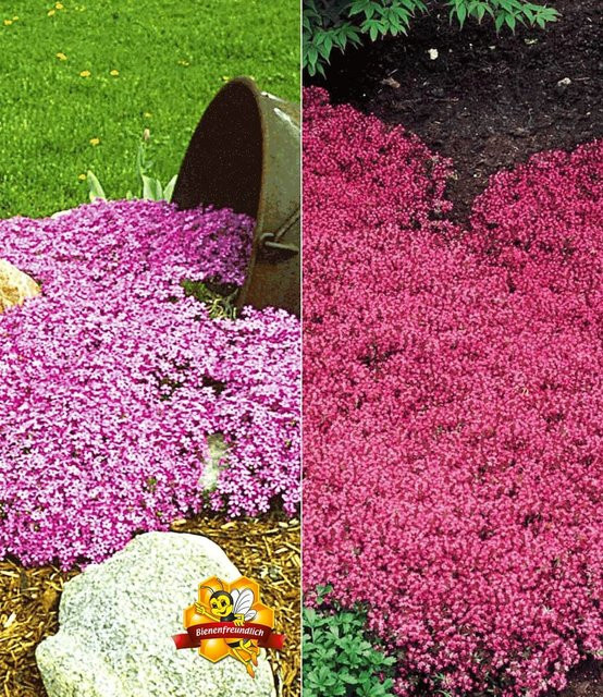 Bodendecker-Kollektion in Rosa und Rot - Bild 1