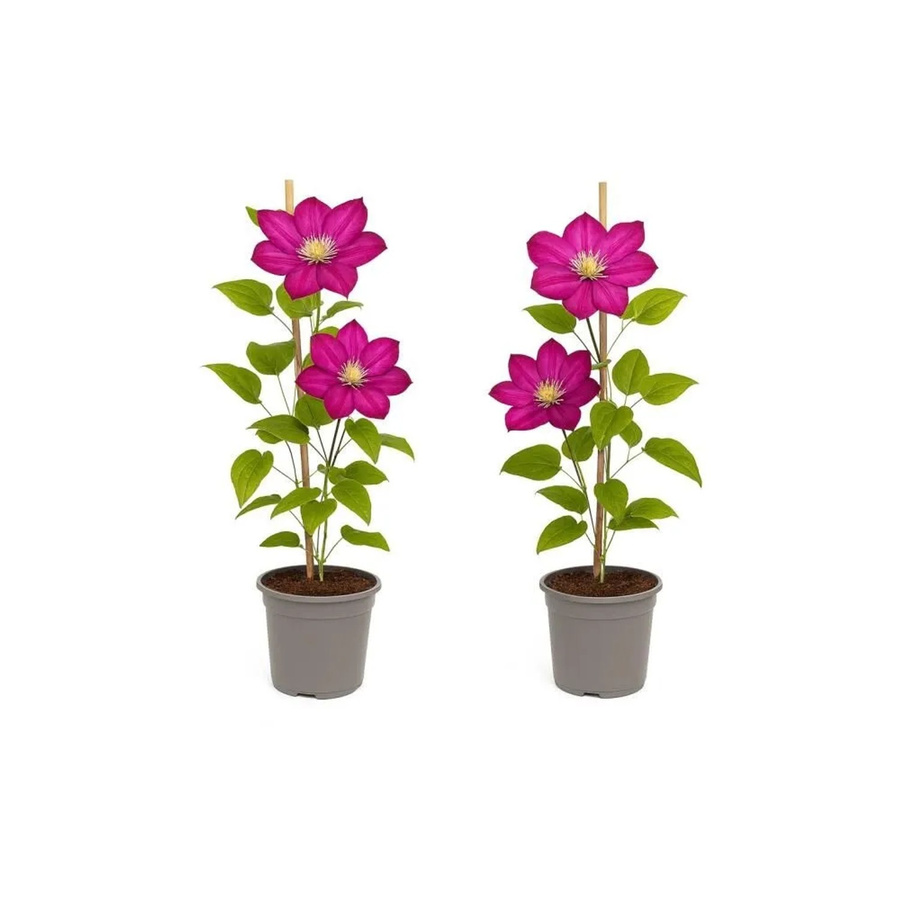 Exotenherz Clematis Ville De Lyon Kletterpflanze 2er Set in 11cm Topf, lila-gelb-rosa - Bild 2