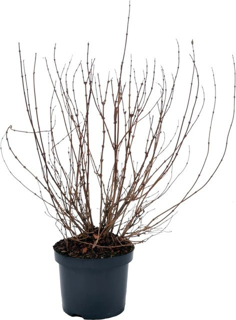 GROW by OBI Deutzia gracilis Zierstrauch im Topf, 4,5 l, Höhe: ca. 40-50 cm - Bild 1
