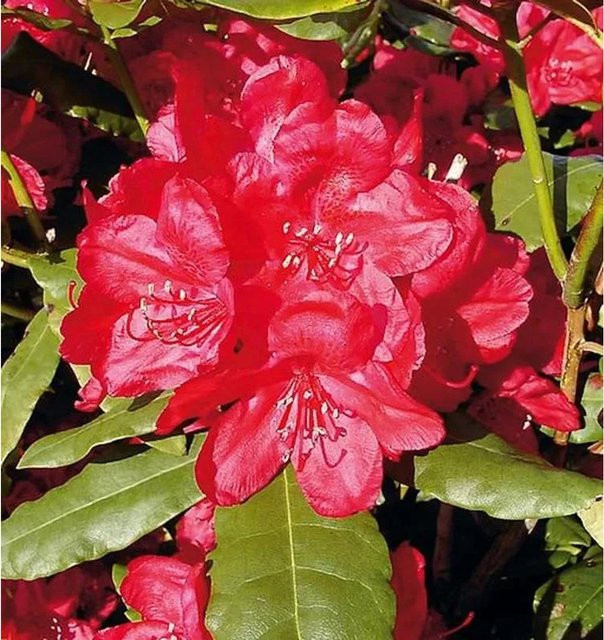 INKARHO Rhododendron Hachmanns Feuerschein Alpenrose, rot, ornamental Strauch - Bild 1