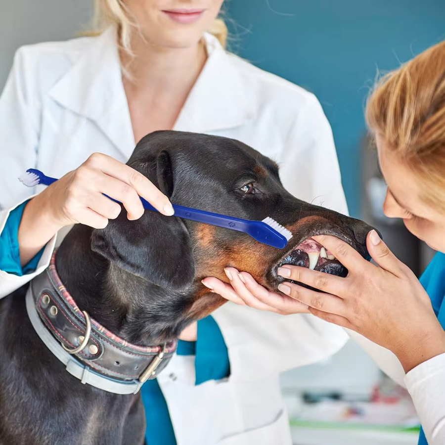 LGFU Dual Headed Zahnbürste für Hunde und Katzen, 10 Stück - Bild 2
