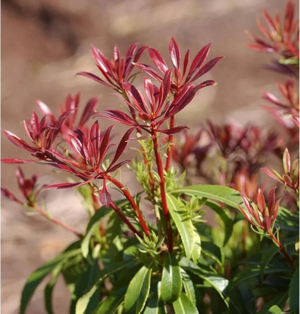 Pieris japonica Schattenglöckchen Lavendelheide Red Mill Zierstrauch in Rot und Weiß, Höhe: 20-25 cm - Bild 1