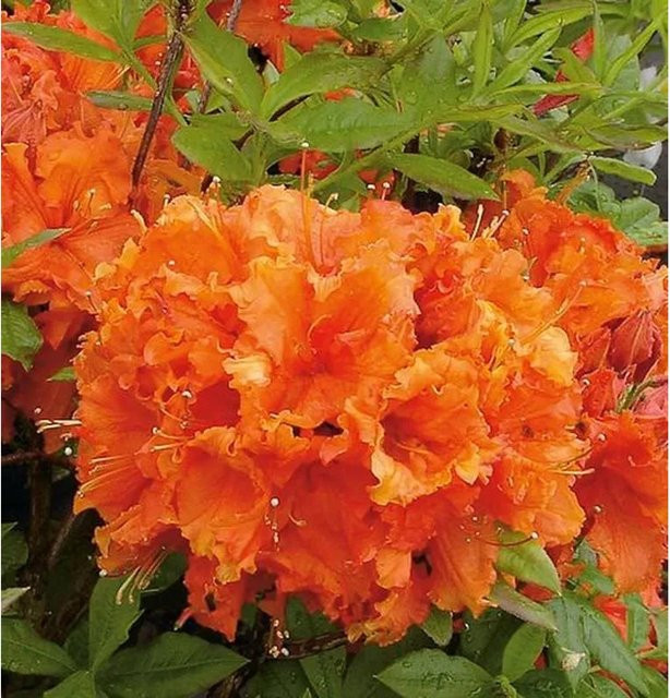 Azalee Gibraltar Rhododendronuteum Alpenrose, Höhe: 50-60 cm - Bild 1