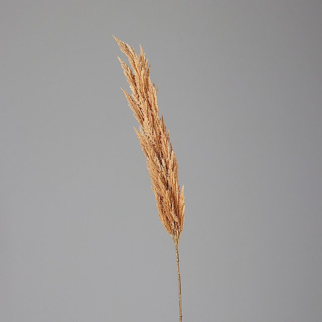 Kunstpflanze Pampaswedel von SANSIBAR LIVING in Beige und Braun im Boho-Stil, Höhe: 156 cm - Bild 1