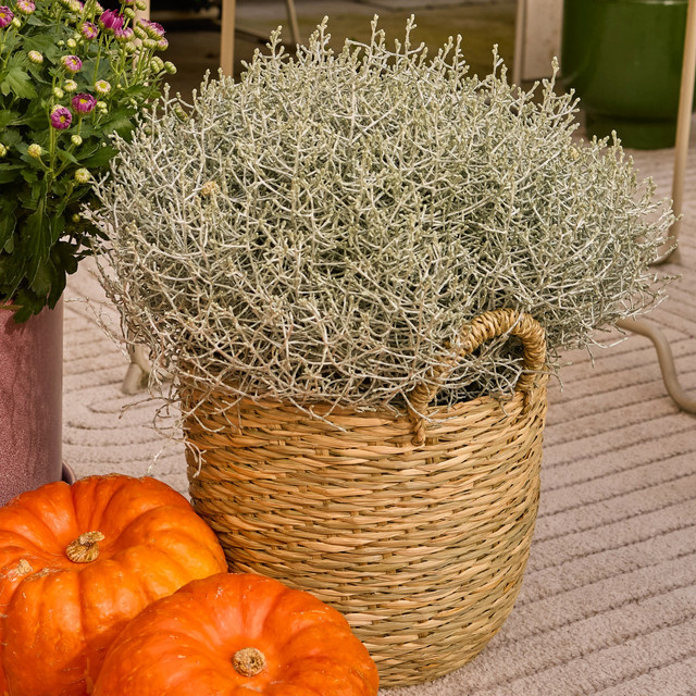 Calocephalus brownii Stacheldraht von BLUME2000 als mehrjährige Zierpflanze für Balkon, Pflanzkübel und Blumenbeete - Bild 1