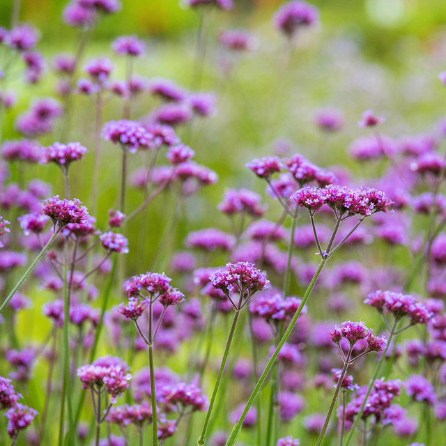 BLUME2000 Verbena bonariensis Bio Patagonisches Eisenkraut Stauden 3 Stück - Bild 1