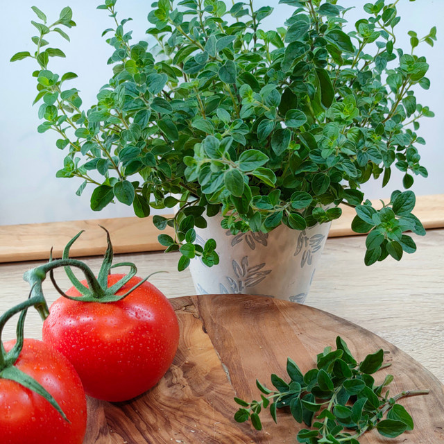 Blu Bio-Oregano Origanum vulgare Kräuterpflanze im Topf Ø ca. 12 cm - Bild 2