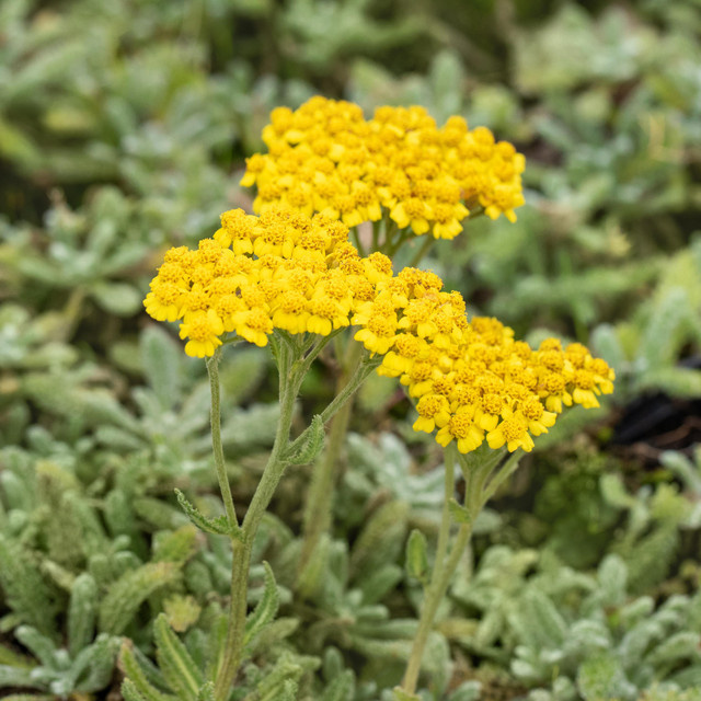 BIO Schafgarbe Tomentosa Achillea von BLUME2000, 3 Stück mehrjährige Stauden - Bild 1