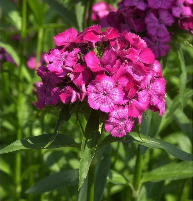 Armeria maritima Strandnelke Düsseldorfer Stolz pink Stauden im Topf - Bild 1