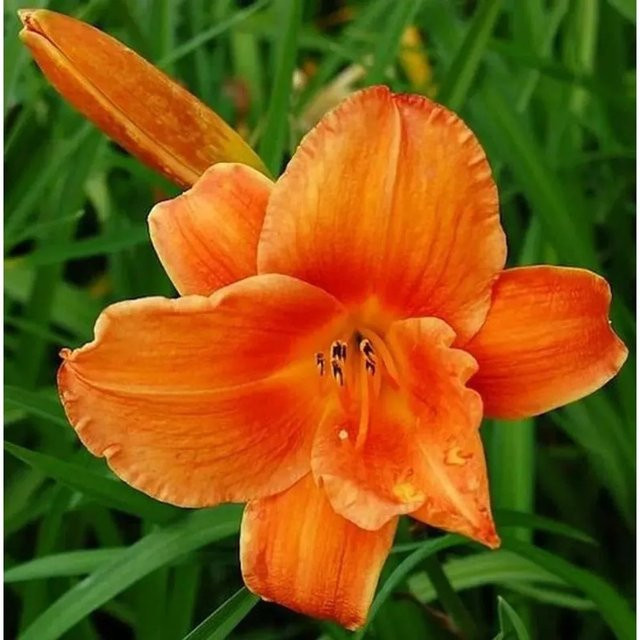 Taglilie Mauna Loa Hemerocallis cultorum von Die Nr-01.de als mehrjährige Staudenpflanze für Beet und Garten - Bild 1