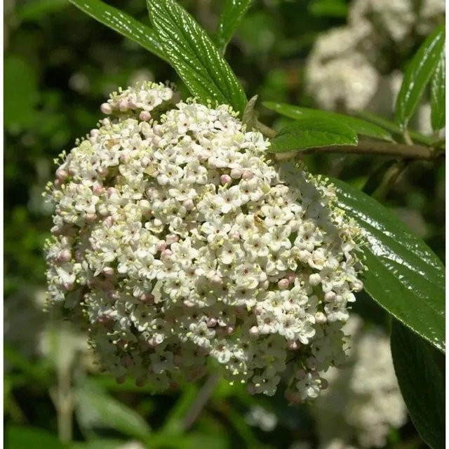 Prager Schneeball Viburnum pragense als Zierstrauch in Grün und Weiß, Höhe: 30-40 cm - Bild 1