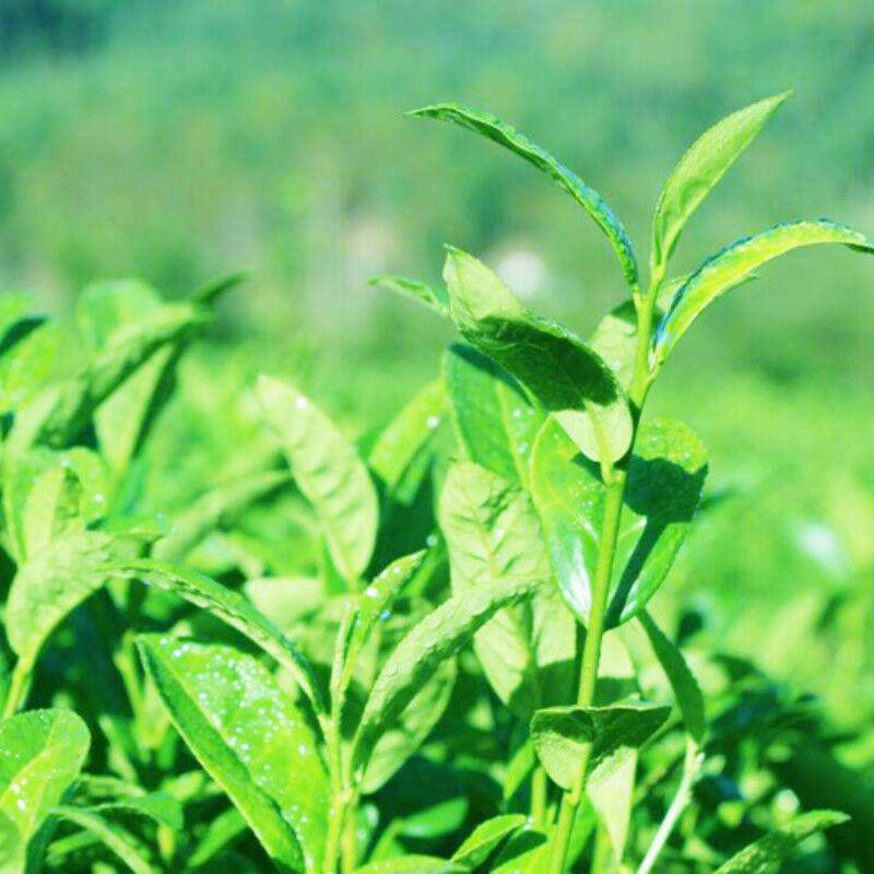 HELLOYOUNG Grüntee Tie Guan Yin Oolong lose Blätter 250g - Bild 3