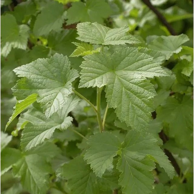 Schwarze Johannisbeere Ribes nigrum Beerenstrauch von Nr-01.de - Bild 1