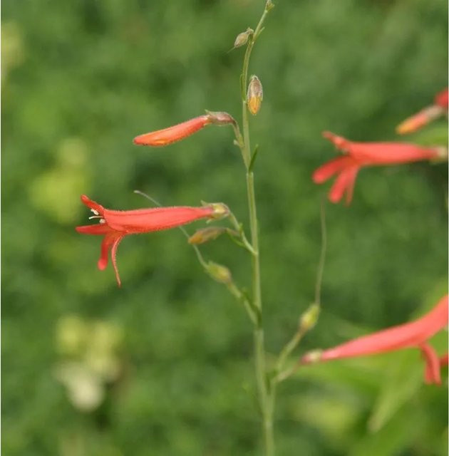 Penstemon pinifolius Kiefernblättriger Bartfaden als mehrjährige Zierpflanze in Orange und Rot für Beet und Randbepflanzung - Bild 1