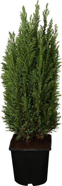 GROW by OBI Kegelzypresse Ellwoodii Silberblau Nadelgehölz Höhe: 10-20 cm - Bild 1