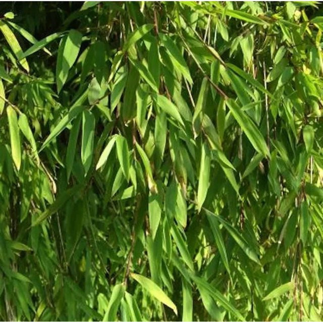 Fargesia Jiuzhaigou-1 Gartenbambus als Heckenpflanze für den Außenbereich, Höhe: 80-100 cm - Bild 1