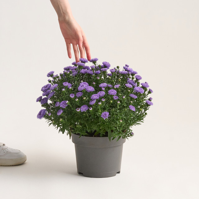 Aster dumosus Kissenaster von BLUME2000 als mehrjährige Pflanze für Balkon oder Terrasse - Bild 1
