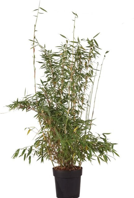GROW by OBI Gartenbambus Fargesia murielae als pflegeleichter Sichtschutz im 6l Topf, Höhe: 60-80 cm - Bild 1