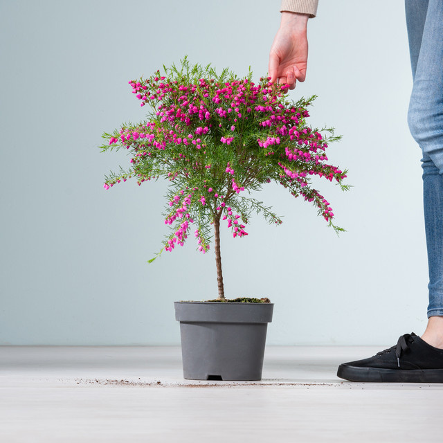 Korallenraute Lipstick als Stämmchen von BLUME2000 für Beet, Balkonkasten und Terrassenkübel - Bild 1