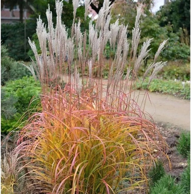 Chinaschilf Flammenmeer Miscanthus sinensis mehrjährige Zierpflanze bunt für den Garten - Bild 1
