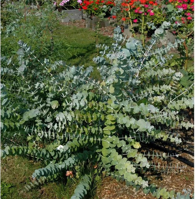 Silberblättriger Eukalyptus Baby Blue Eucalyptus pulverulenta in Blau und Silber, Höhe: 20-30 cm - Bild 1