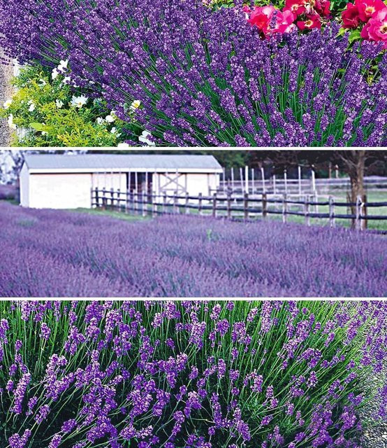 Blauer Lavendel-Mix - Bild 1