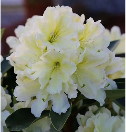 INKARHO Rhododendron Dufthecke Alpenrose in Gelb