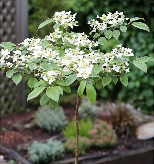Hochstamm Japanischer Schneeball Darts Red Robin Viburnum plicatum in Weiß und Rot, Höhe: 80-100 cm - Bild 1