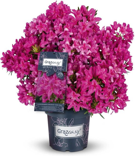 Rhododendron Grazeasy INKARHO Rosa, Höhe: 30-40 cm, Topf: 5 l - Bild 1