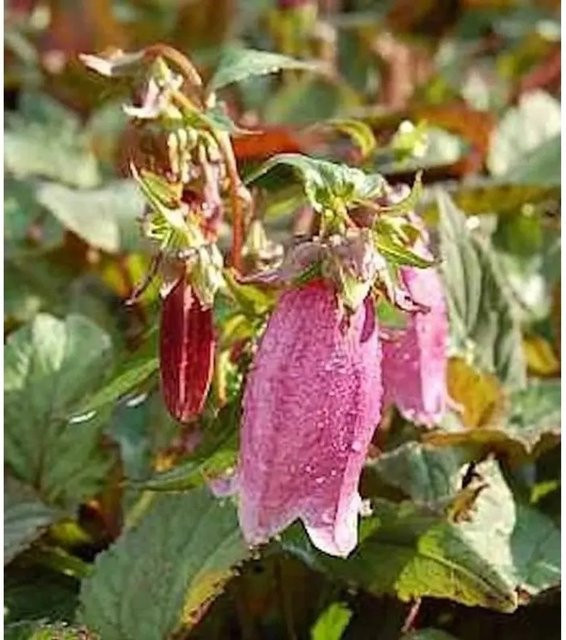 Punktierte Glockenblume Rubrifolia Campanula punctata als mehrjährige Gartenpflanze von Nr-01.de - Bild 1