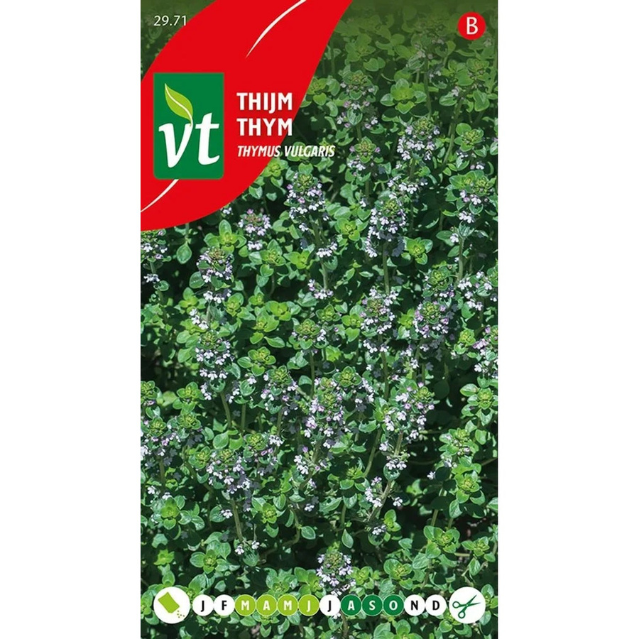 Arborix Thymian Saatgut Aromatisch 0,5 g - Bild 2