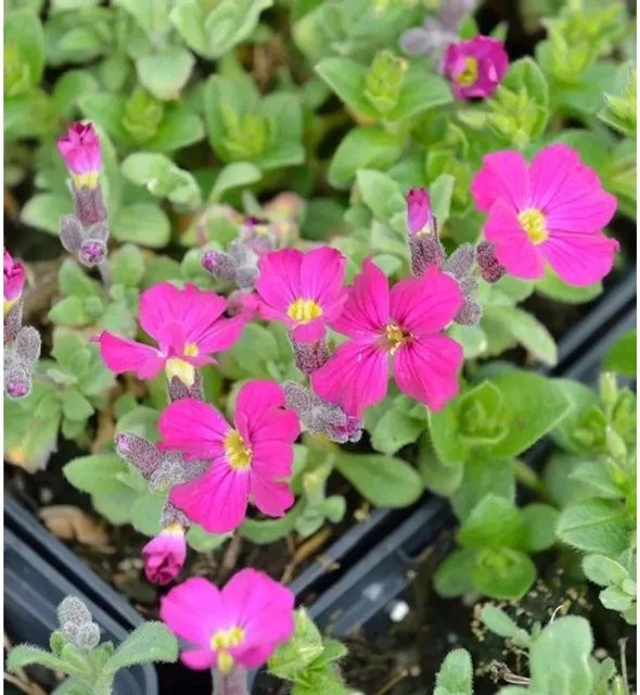 Aubrieta Blaukissen Rubinfeuer Blühpflanze für Stauden-, Stein- und Böschungsgärten - Bild 1