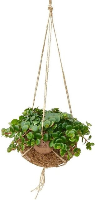 Exotenherz Kokodama Sedum Tornado Sedum Makinoi Sukkulente im Kokosfasergel gefäß zum Hängen, Durchmesser: 15 cm - Bild 1