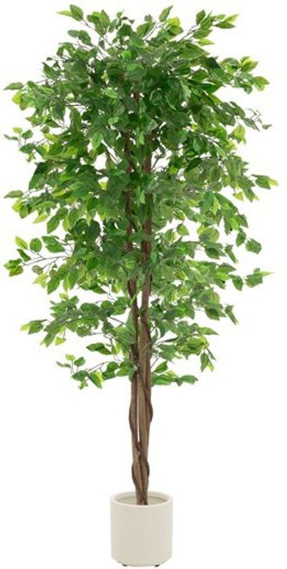 Künstlicher Ficus ML-Design als Kunstpflanze mit Naturholzstamm im Topf, Höhe: 180 cm - Bild 1