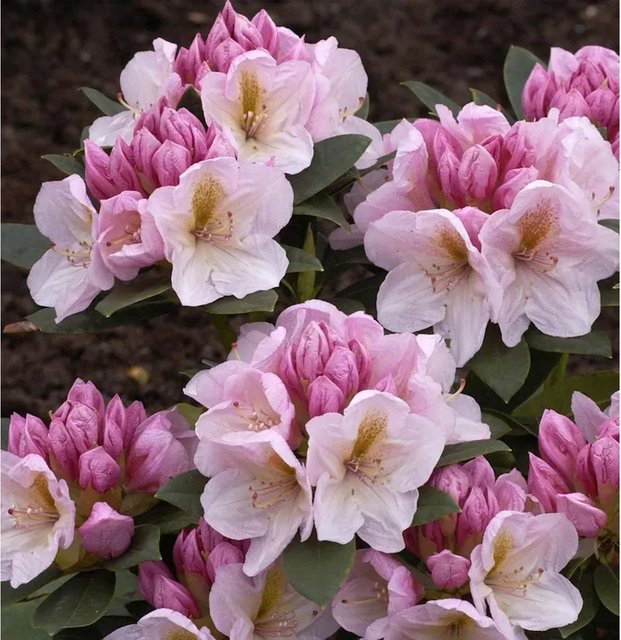 INKARHO Rhododendron Christina Rau, großblumiger Zierstrauch in Pink, Höhe: 30-40 cm - Bild 1