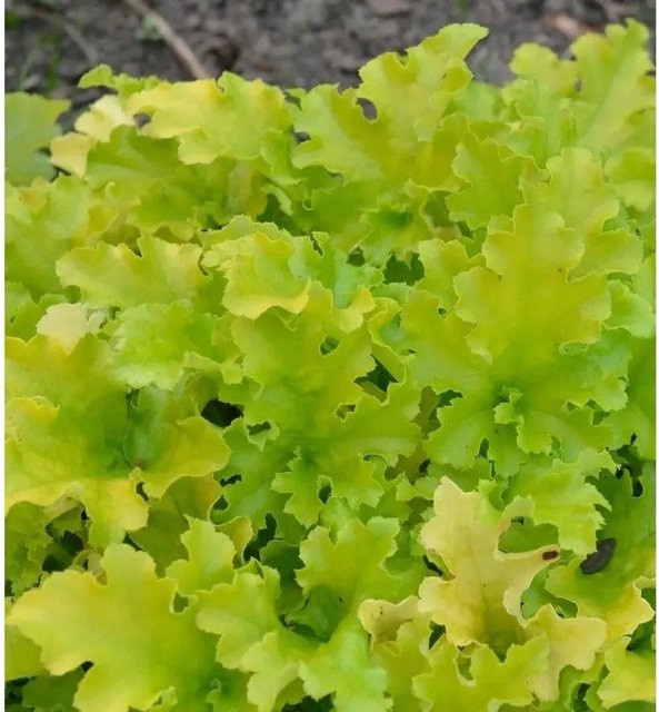 Heuchera villosa Zottiges Silberglöckchen Stauden in Grün, Rot und Orange - Bild 1