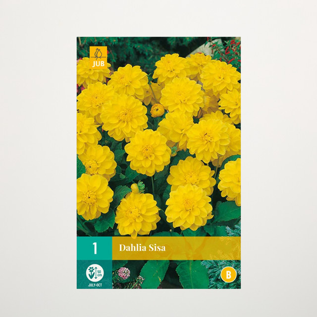 Zwerg-Dahlie Sisa Knolle von BLUME2000 - Bild 1