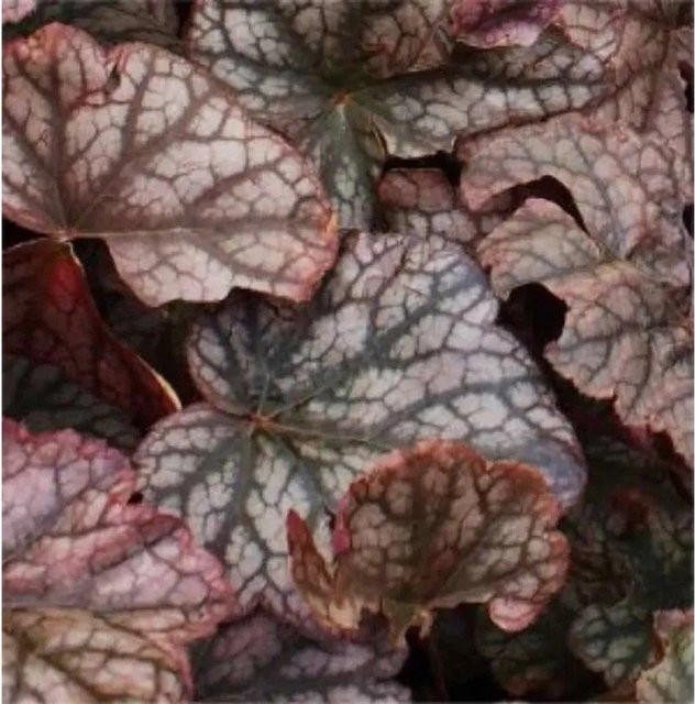 Heuchera cultorum Silberglöckchen Pewter Moon Blattschmuckpflanze in Silber - Bild 1