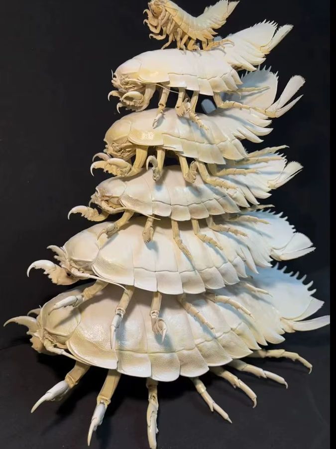 Bathynomus Giganteus Tierpräparatur ORIGIFTS Riesen-Isopod-Probenkollektion für die Heimdekoration und naturwissenschaftliche Bildung - Bild 4